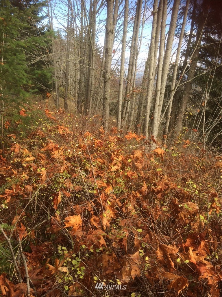 0 Eagle Ridge Road Port Angeles, WA 98363 - Photo 6 of 8 Gallery Image 6