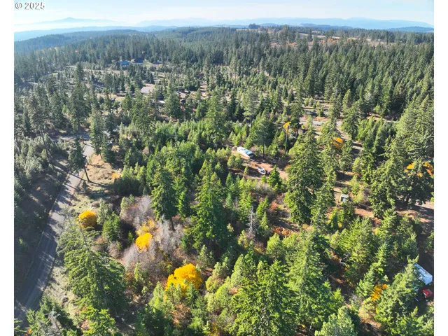 a view of a forest with a tree