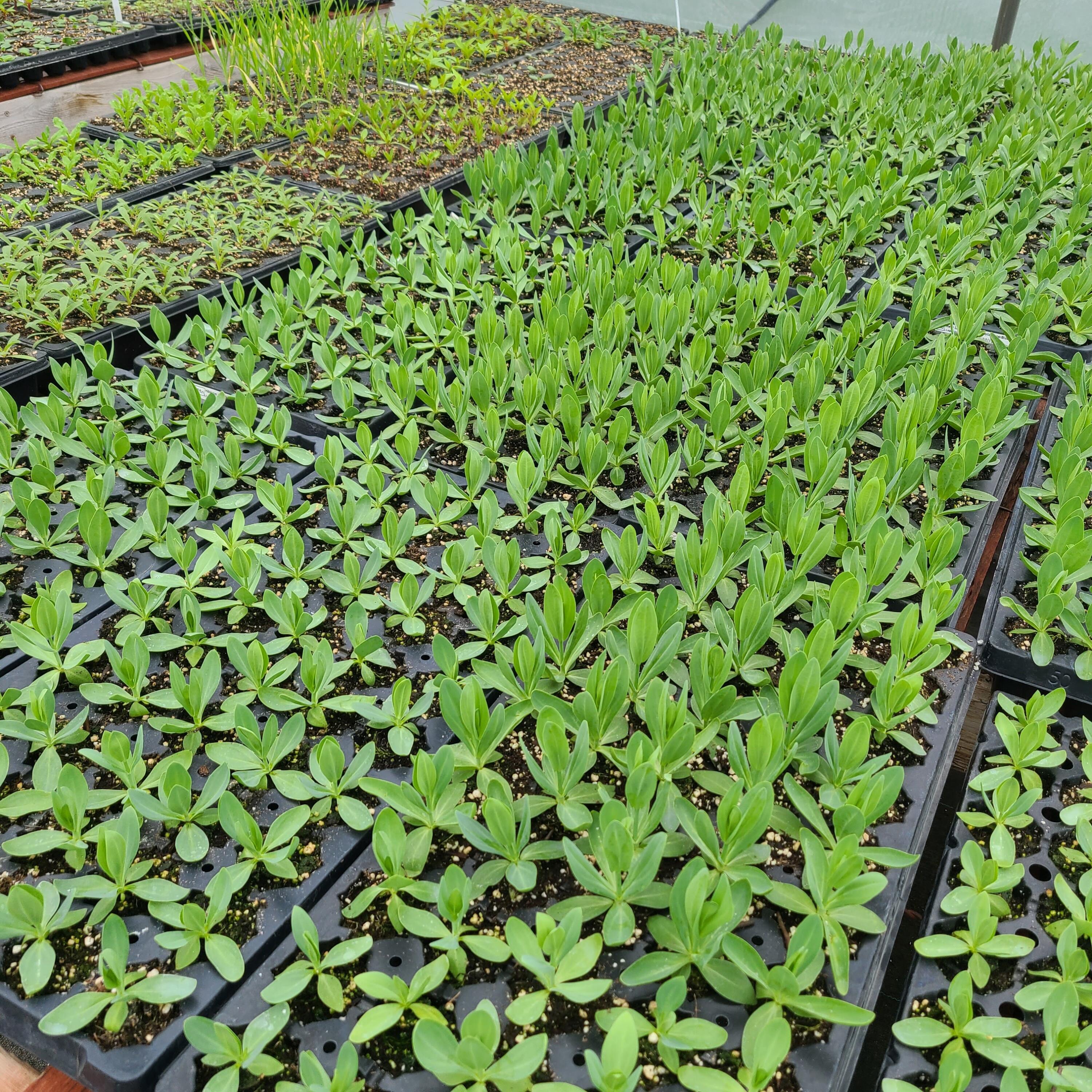 645 South Meridian Road Hudson, MI 49247 - Photo 45 of 67 20220502_154121