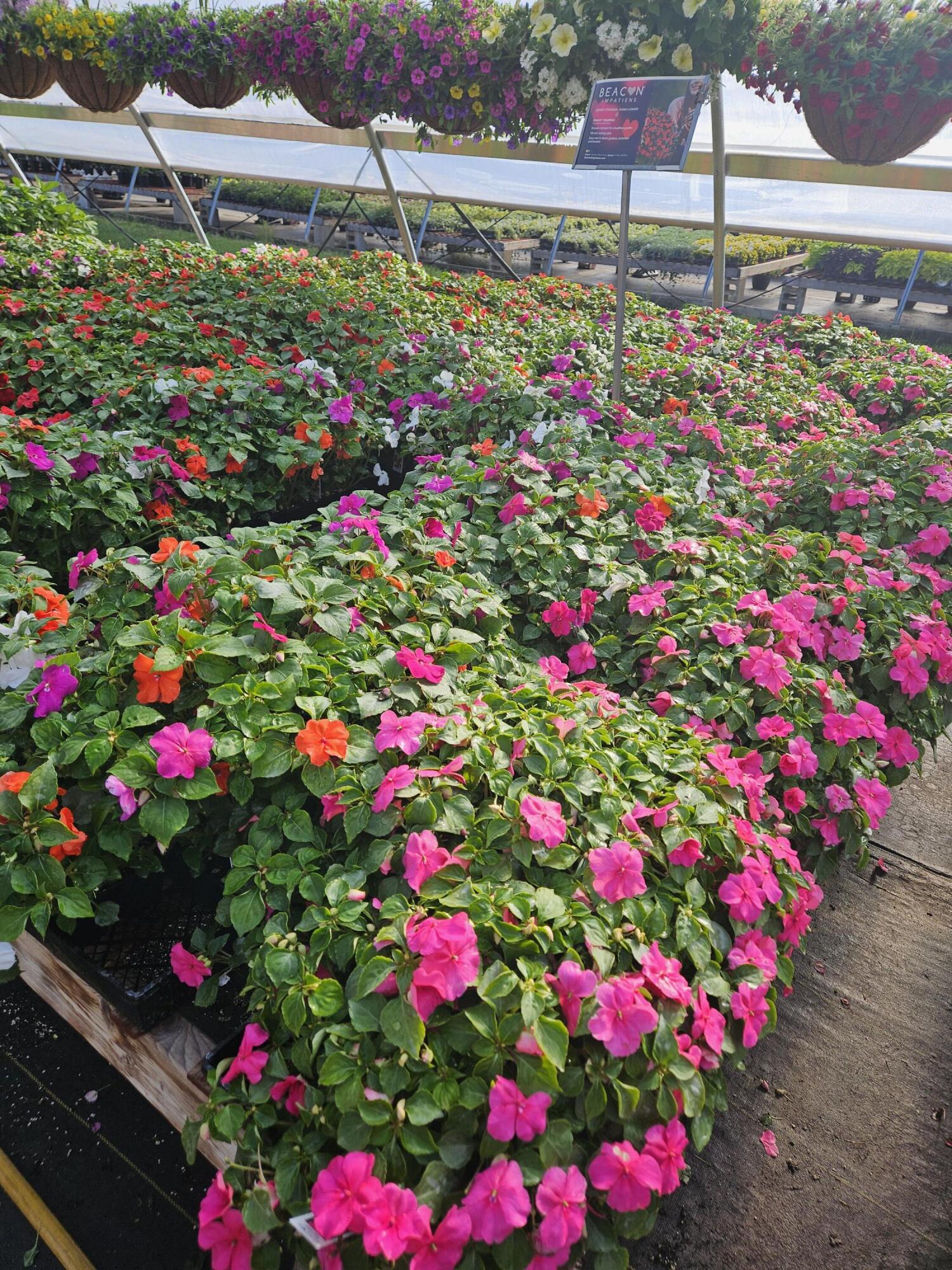 645 South Meridian Road Hudson, MI 49247 - Photo 50 of 67 20240508_091943