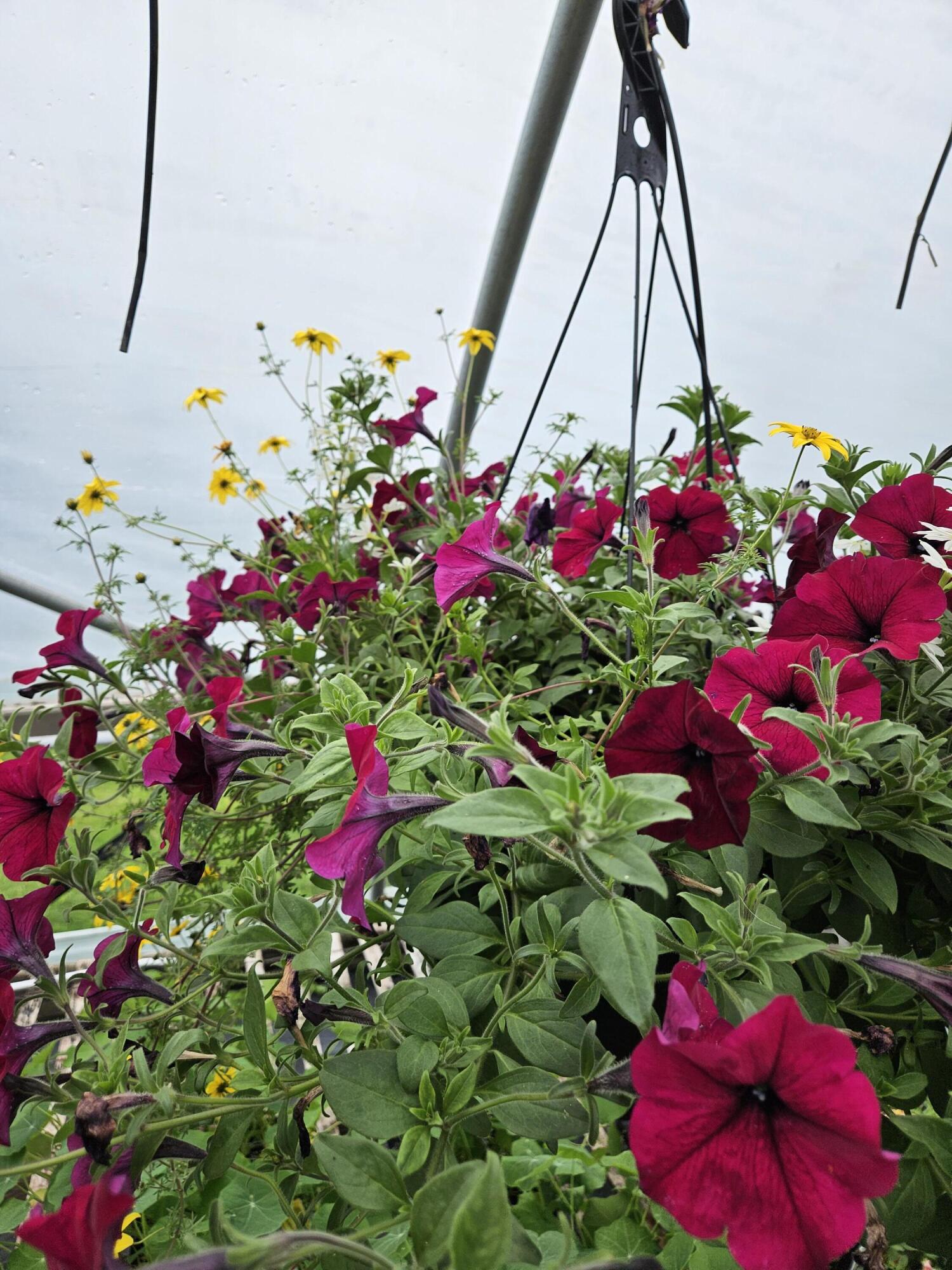 645 South Meridian Road Hudson, MI 49247 - Photo 58 of 67 20240515_120434