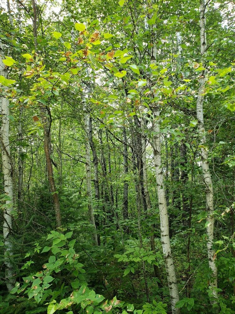 Tbd Bailey Road Industry, ME 04938 - Photo 2 of 7 Lot