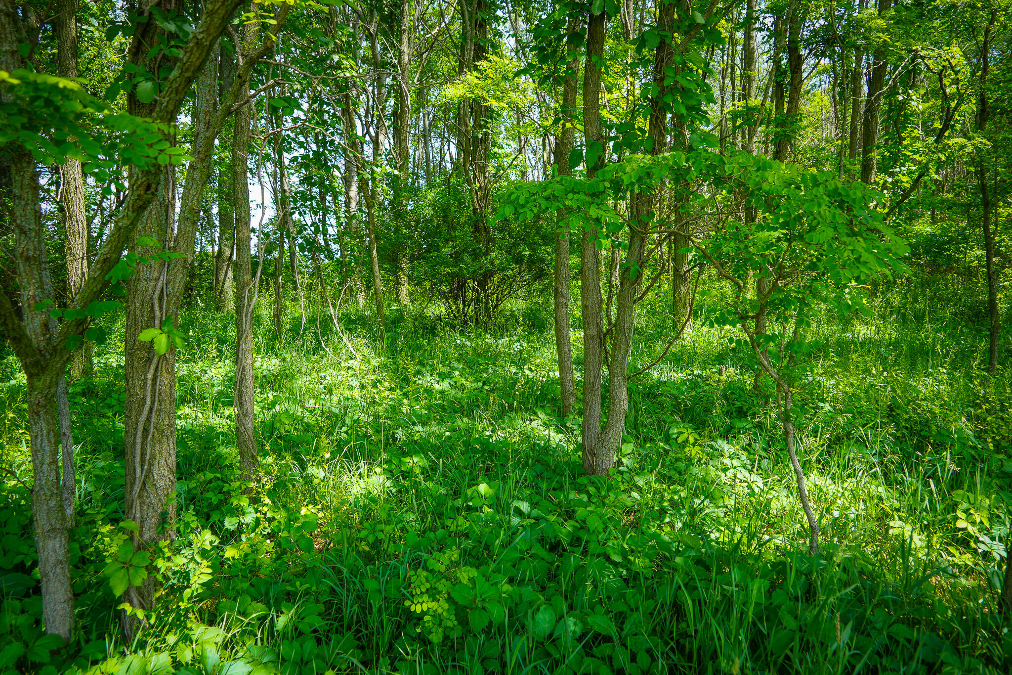 V/l West Johnson Road Shelby, MI 49455 - Photo 10 of 17 DSC00414