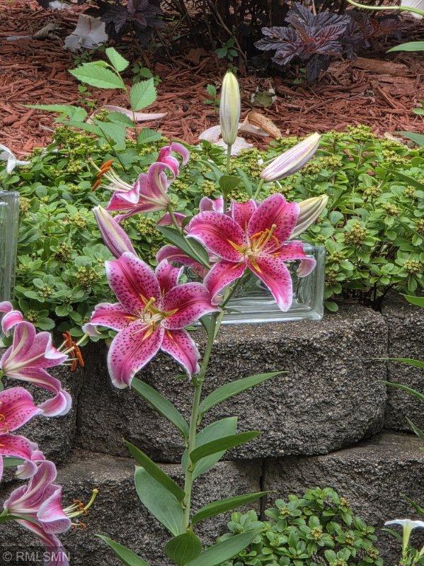 4391 Bridgewater Road South Haven, MN 55382 - Photo 9 of 45