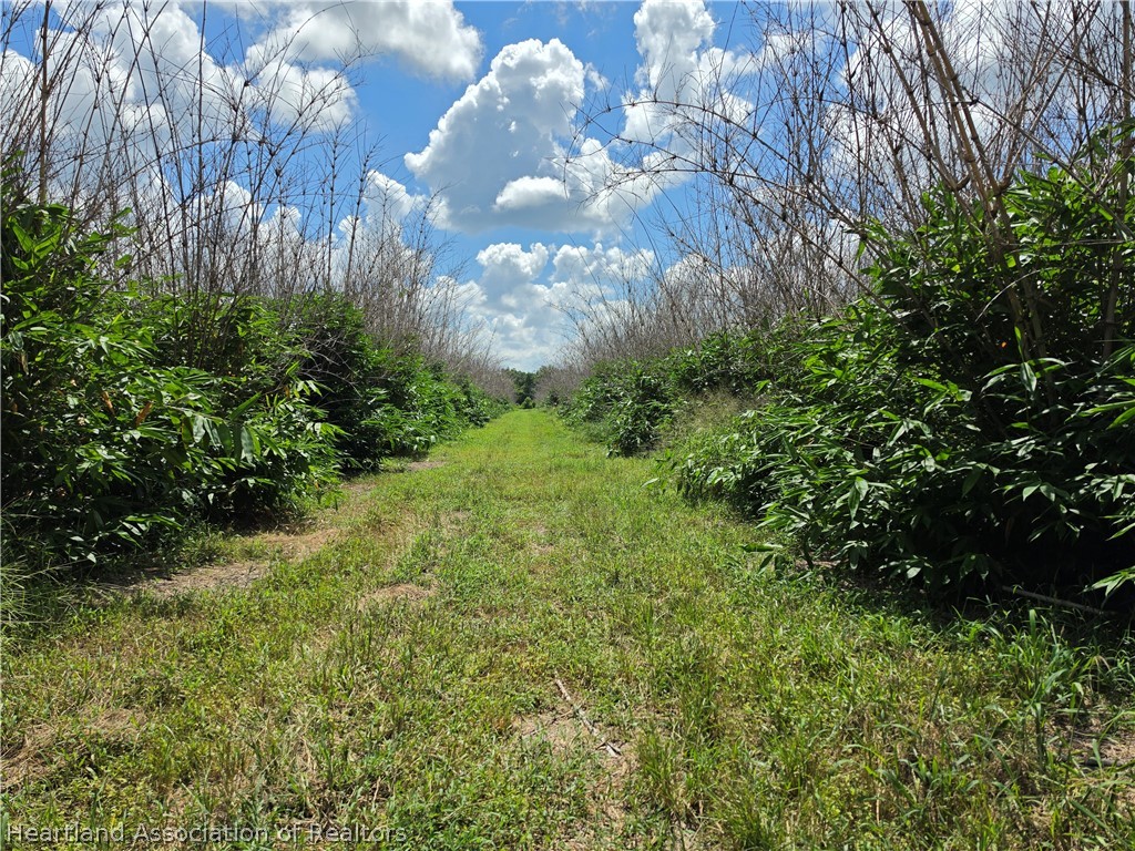 0 West St Road Wauchula, FL 33873 - Photo 19 of 24