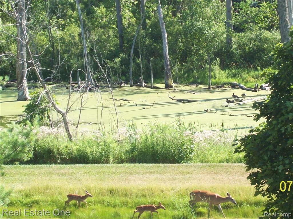 3571 Oakmonte Boulevard Rochester, MI 48306 - Photo 28 of 32 Nature in springtime!