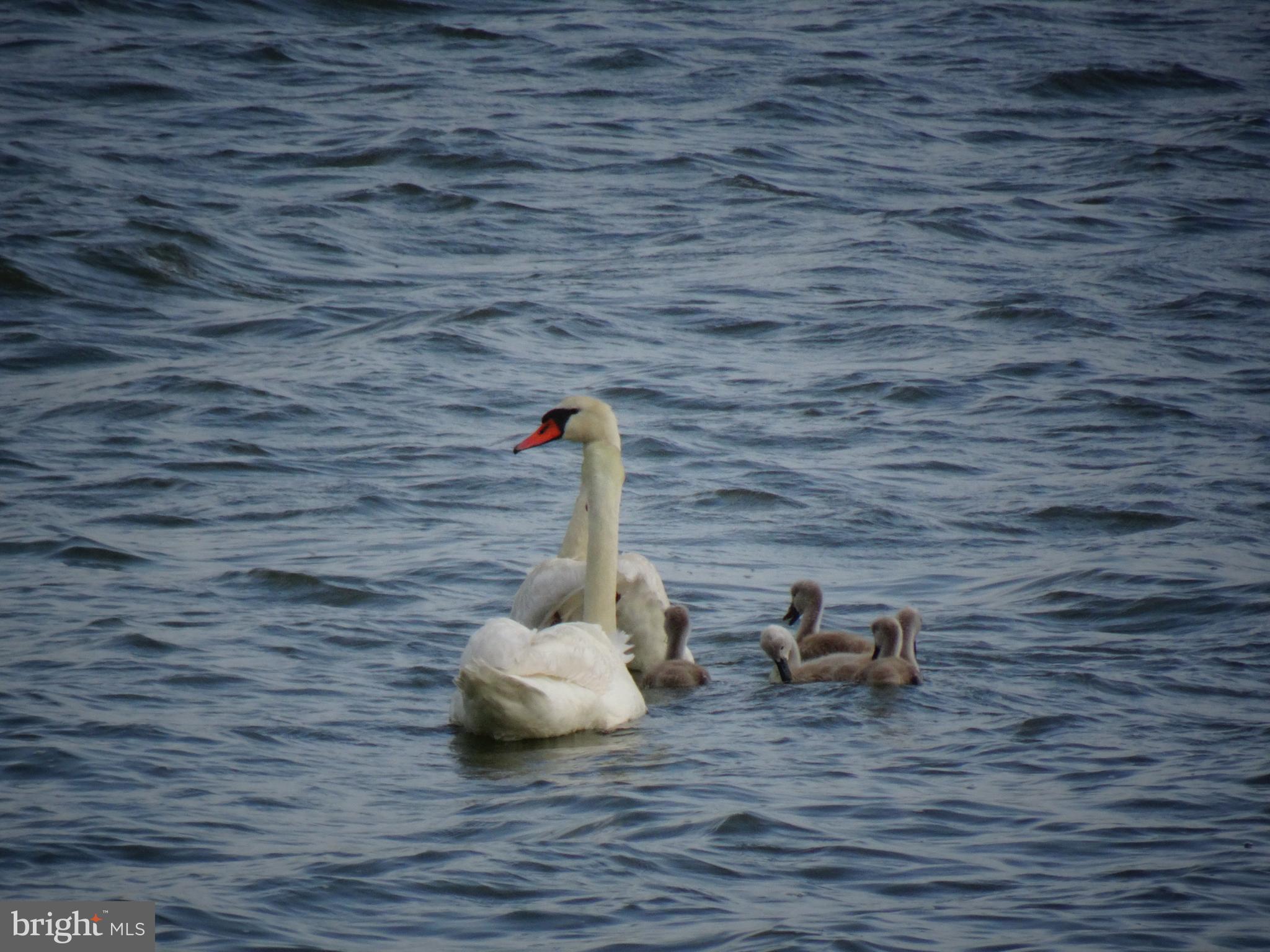 2215 Ditchley Road Kilmarnock, VA 22482 - Photo 68 of 103 Happy swan and baby cygnets