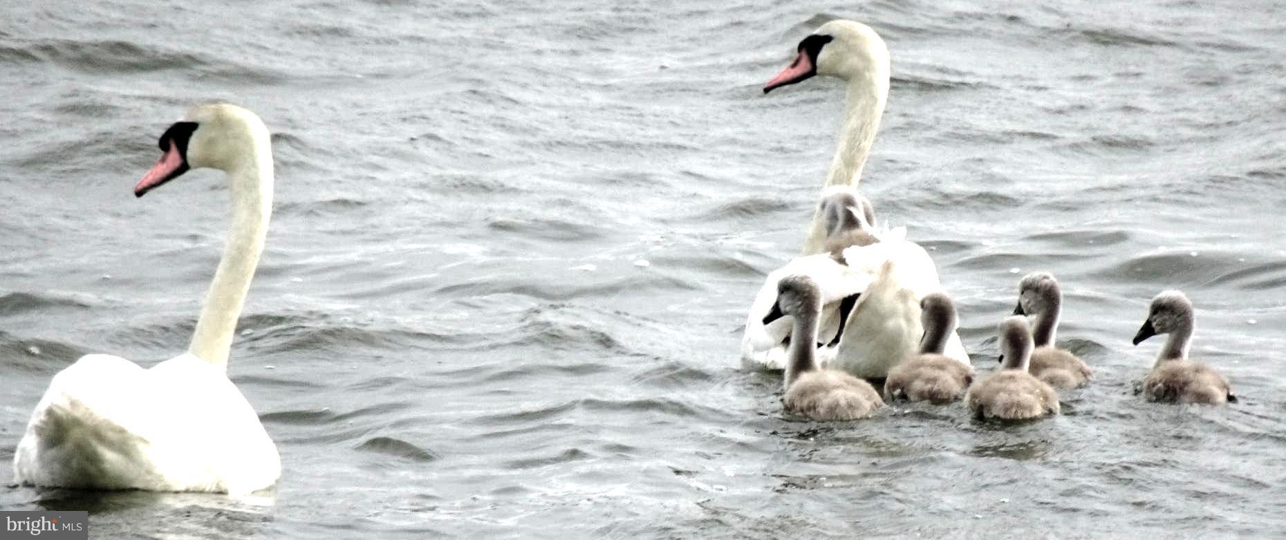 2215 Ditchley Road Kilmarnock, VA 22482 - Photo 94 of 103 Mute swans...with cygnets