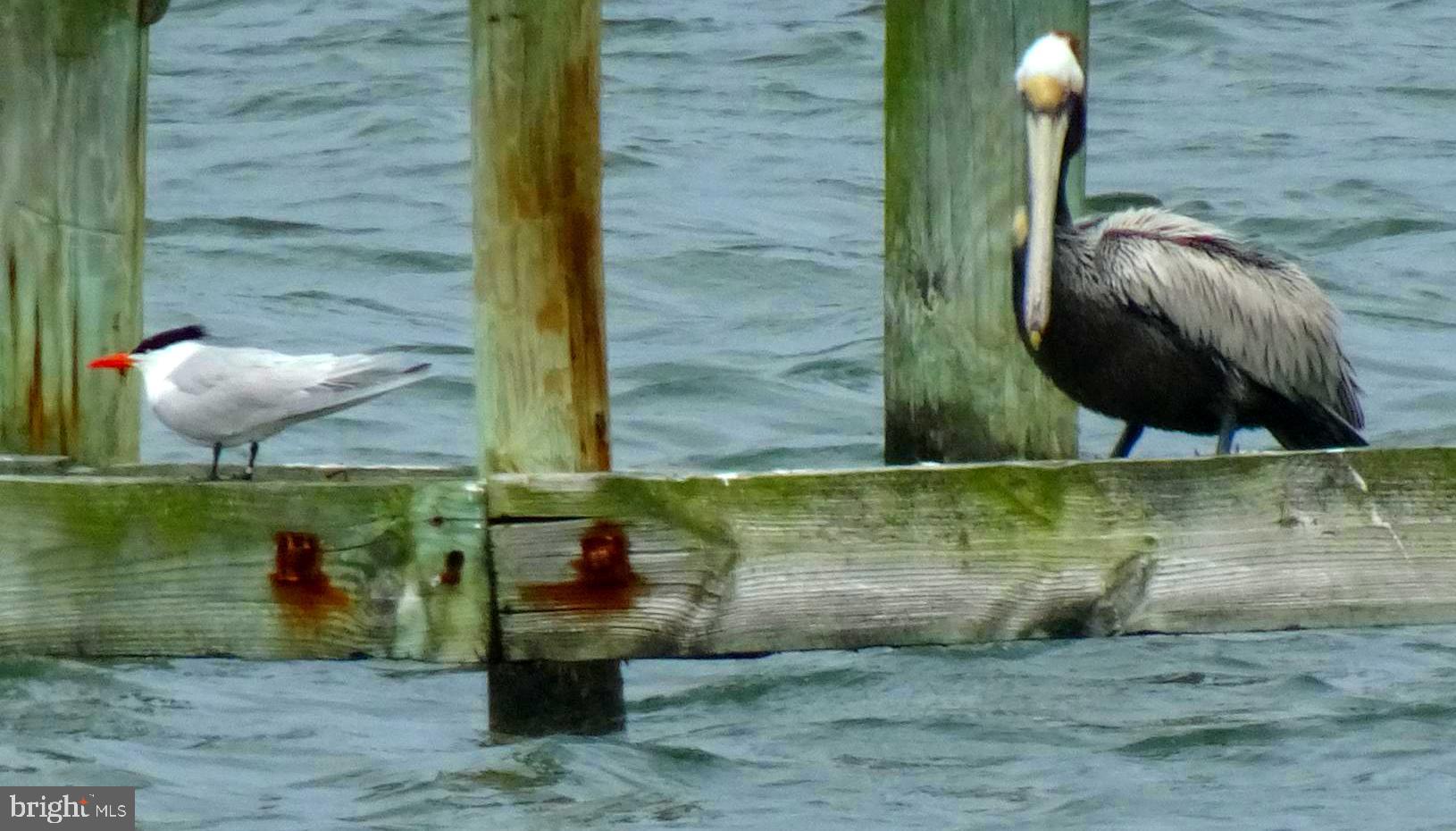 2215 Ditchley Road Kilmarnock, VA 22482 - Photo 96 of 103 Pelican!