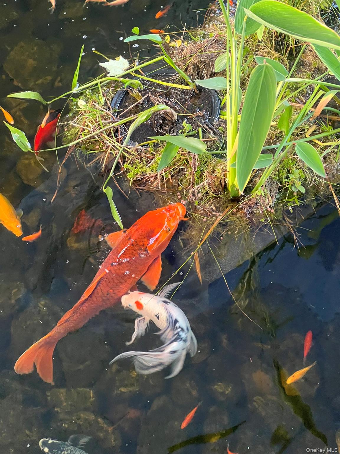16 Gregory Road Monticello, NY 12701 - Photo 21 of 42 few of many koi