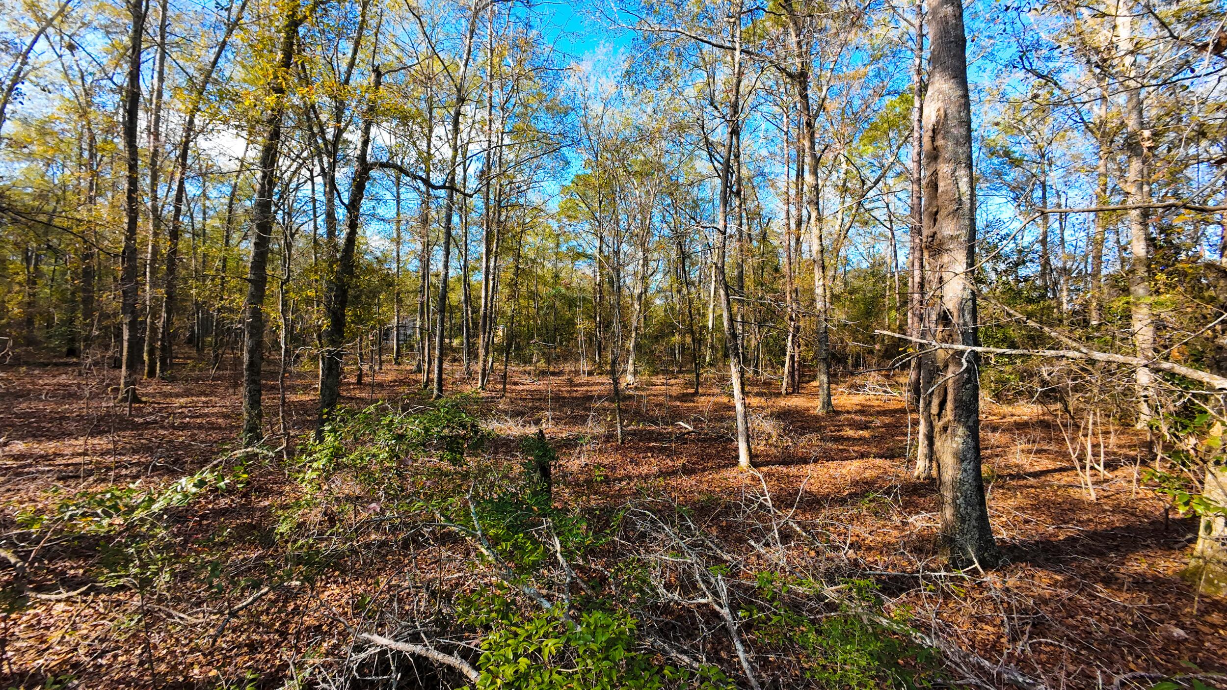 0 Camp Rawls Road Wagener, SC 29164 - Photo 9 of 17 Gallery Image 9