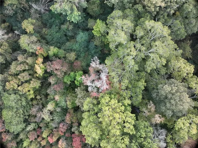 $77,500 | B Philadelphia Road, Deville, LA 71328