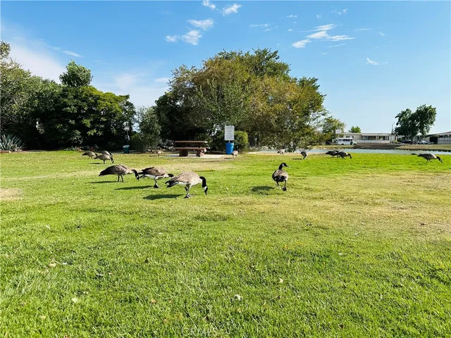a view of a park with large trees