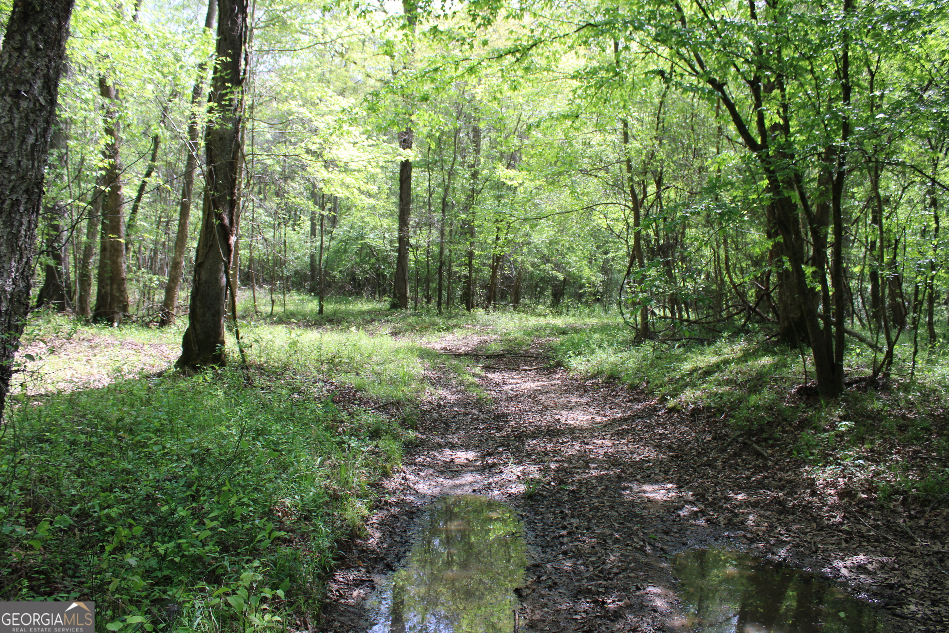 0 Ruffner Road The Rock, GA 30285 - Photo 41 of 51 a view of a forest with trees