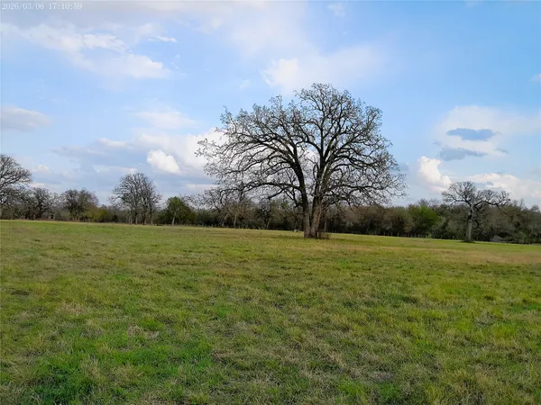 a view of a field with large trees