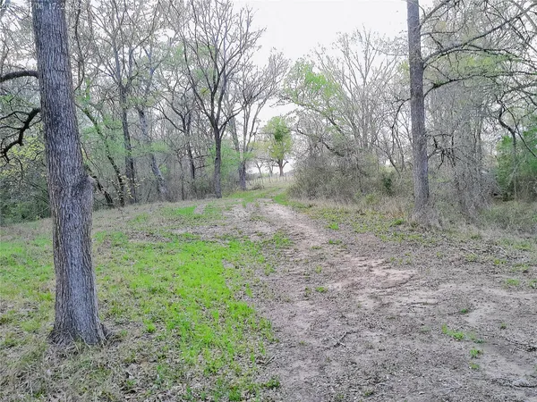 a view of a forest filled with trees