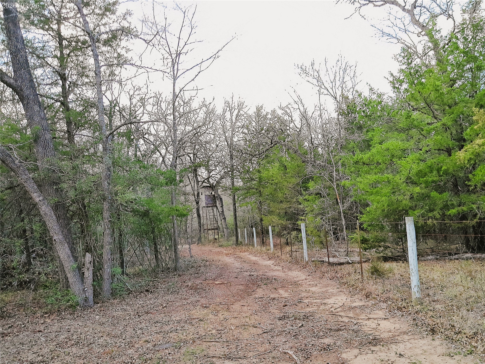 1042 Los Ranchitos Road Cameron, TX 76520 - Photo 35 of 40 a view of a forest filled with trees