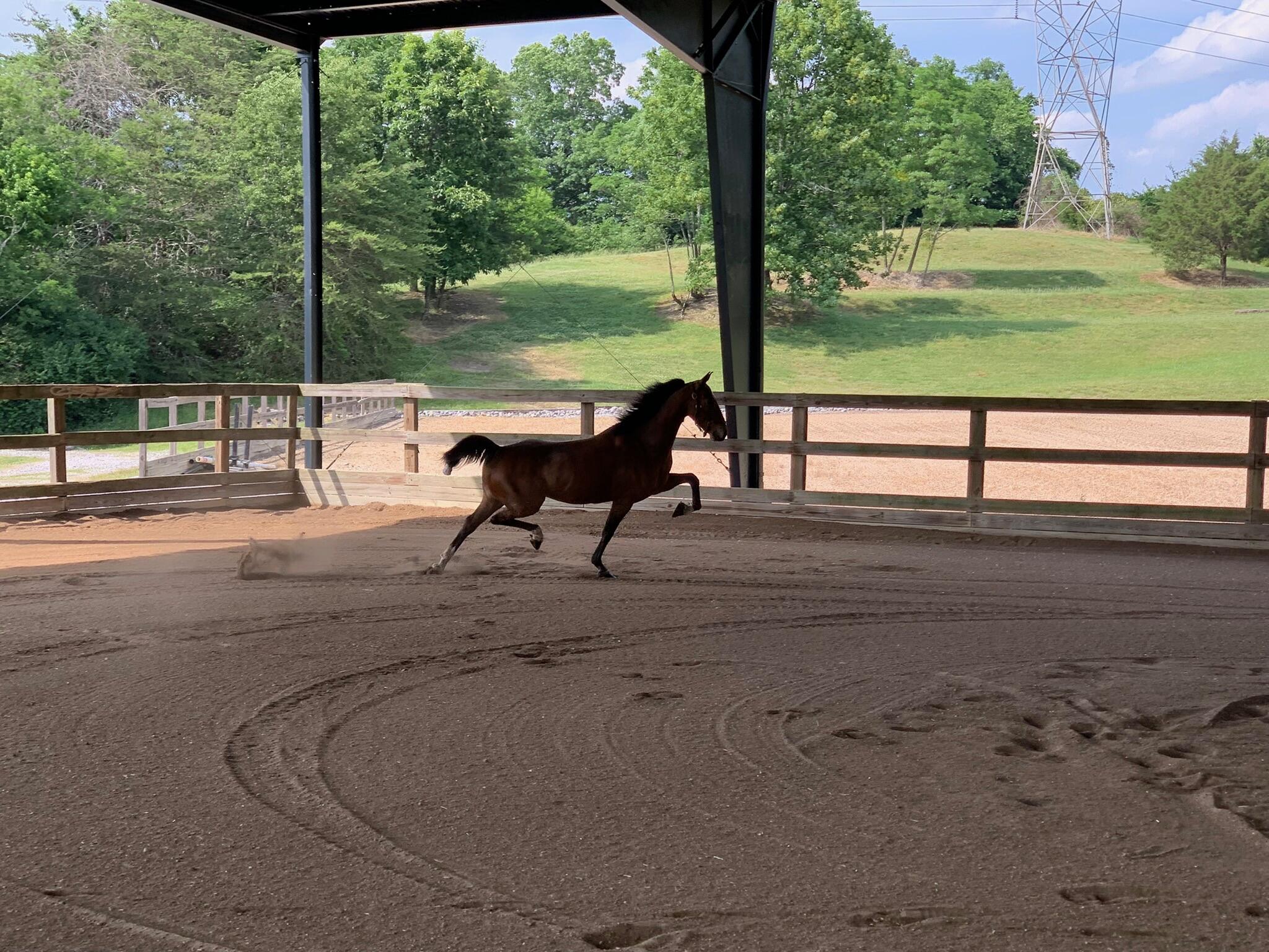 527 Reads Lake Road Chattanooga, TN 37415 - Photo 65 of 100 Horse in motion (riding arena)