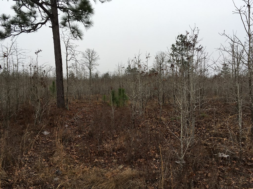 545 Centerwood Road Windsor, SC 29856 - Photo 7 of 13