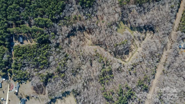 a view of a forest with a tree