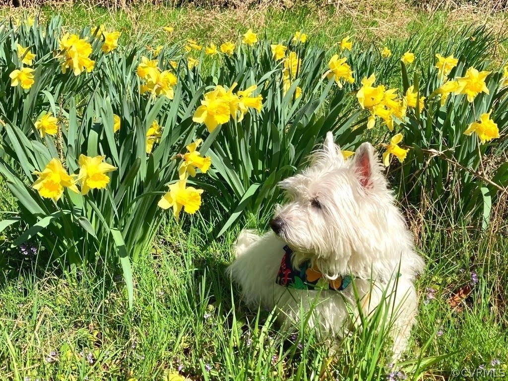 643 Gloucester Road Saluda, VA 23149 - Photo 36 of 48