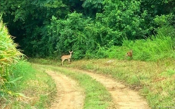 643 Gloucester Road Saluda, VA 23149 - Photo 45 of 48