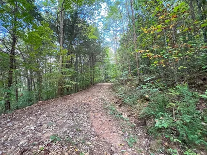 a view of a forest with trees in the background