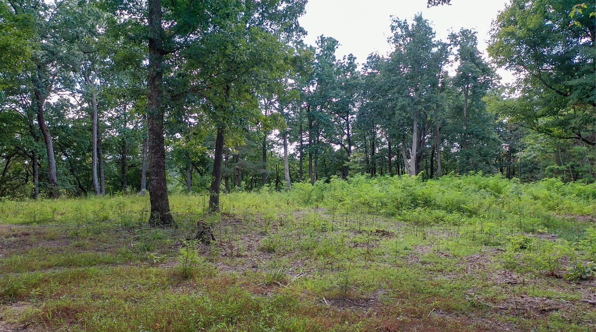 7659 Burks Road Christiana, TN 37037 - Photo 27 of 32