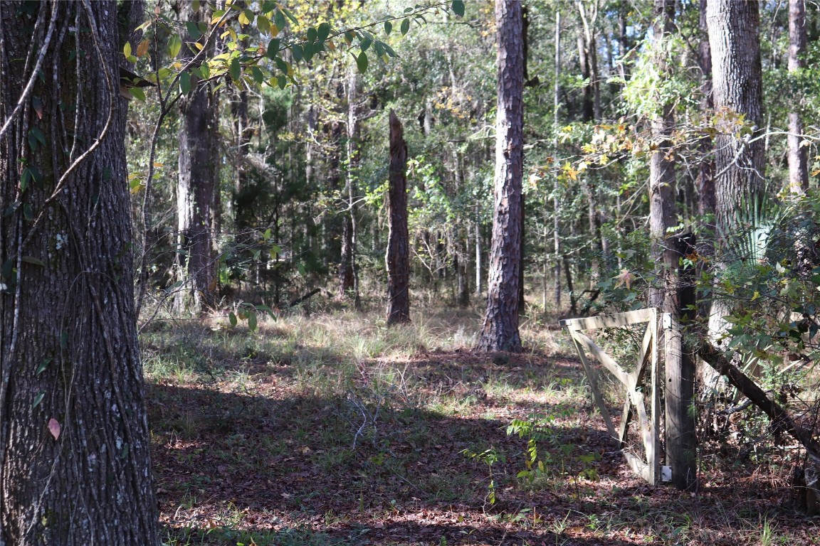 574154 Lessie Road Hilliard, FL 32046 - Photo 13 of 34 a view of a tree in a yard