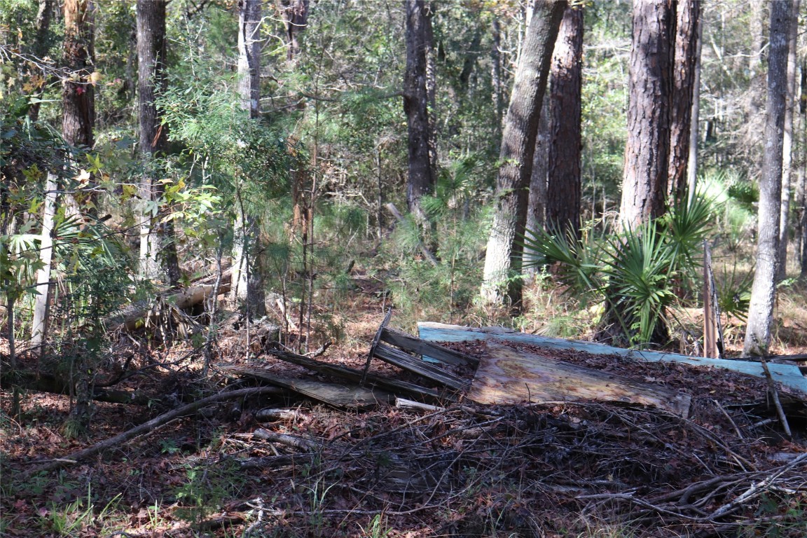 574154 Lessie Road Hilliard, FL 32046 - Photo 14 of 34 a view of a tree in a yard