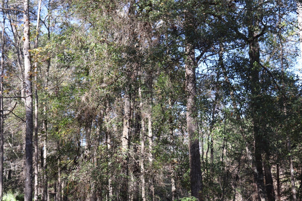574154 Lessie Road Hilliard, FL 32046 - Photo 15 of 34 a view of a tree in a yard