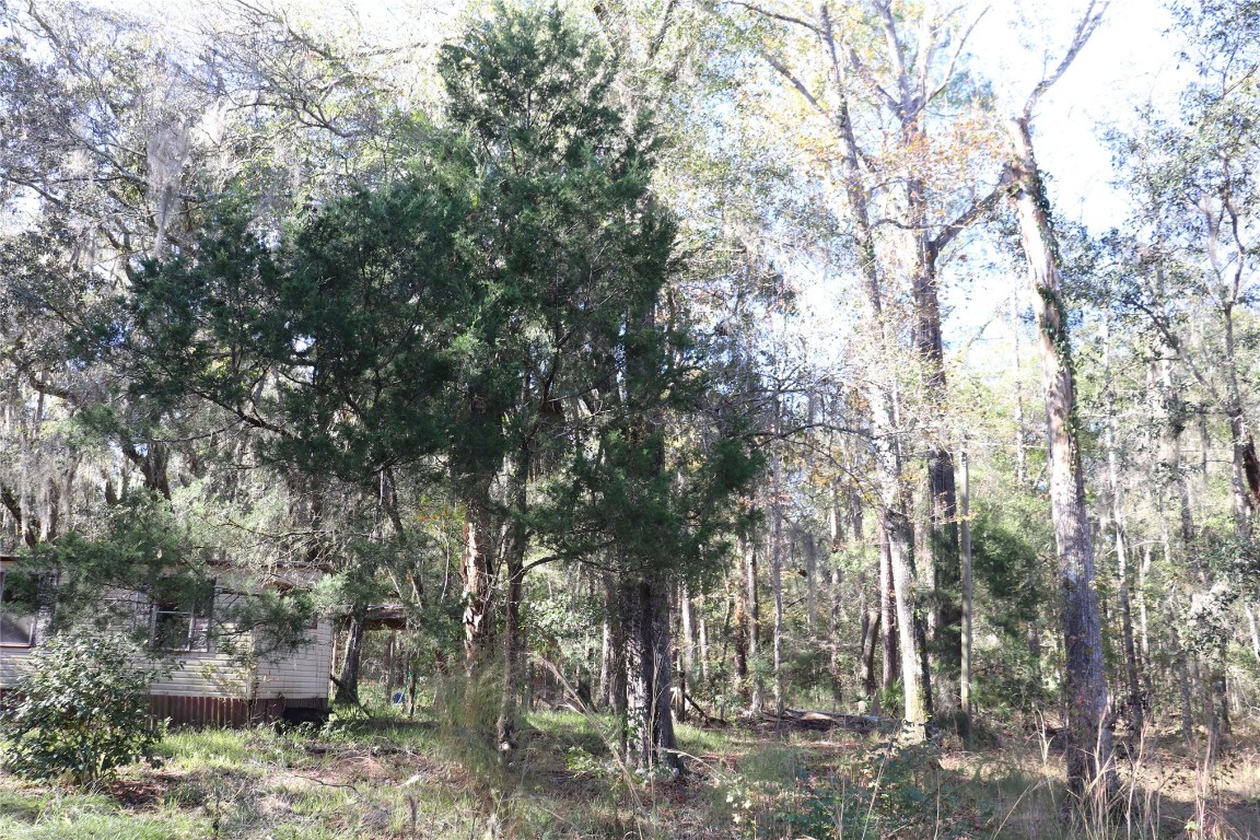 574154 Lessie Road Hilliard, FL 32046 - Photo 3 of 34 a view of forest