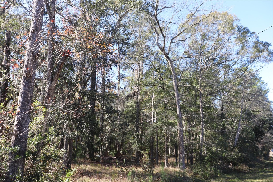 574154 Lessie Road Hilliard, FL 32046 - Photo 31 of 34 a view of forest