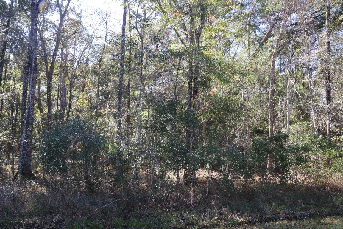574154 Lessie Road Hilliard, FL 32046 - Photo 32 of 34 a view of forest