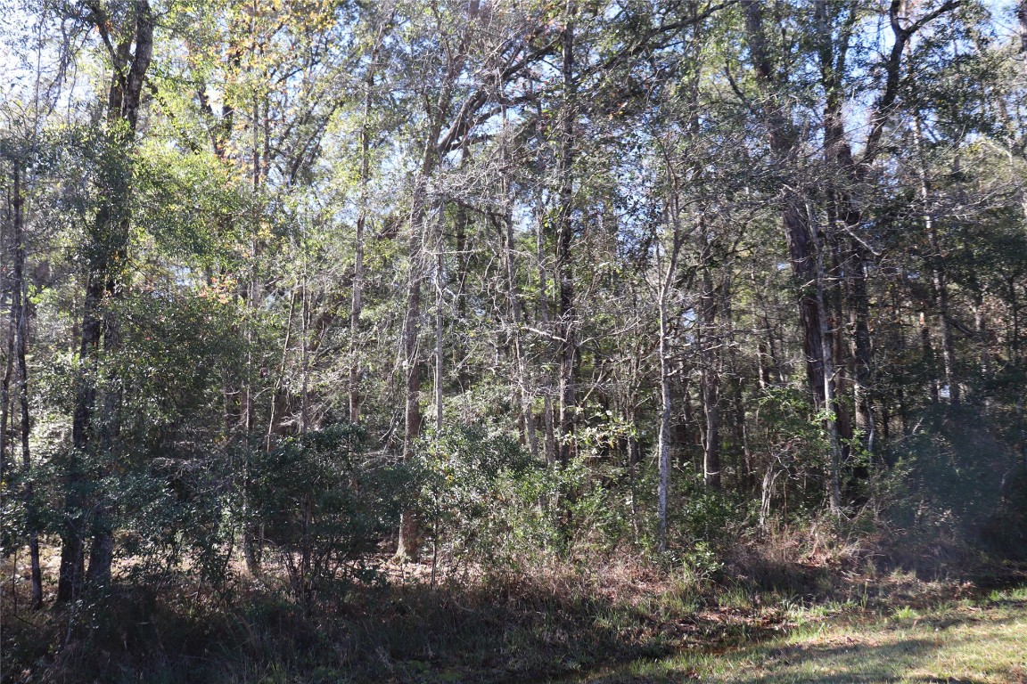 574154 Lessie Road Hilliard, FL 32046 - Photo 33 of 34 a view of forest