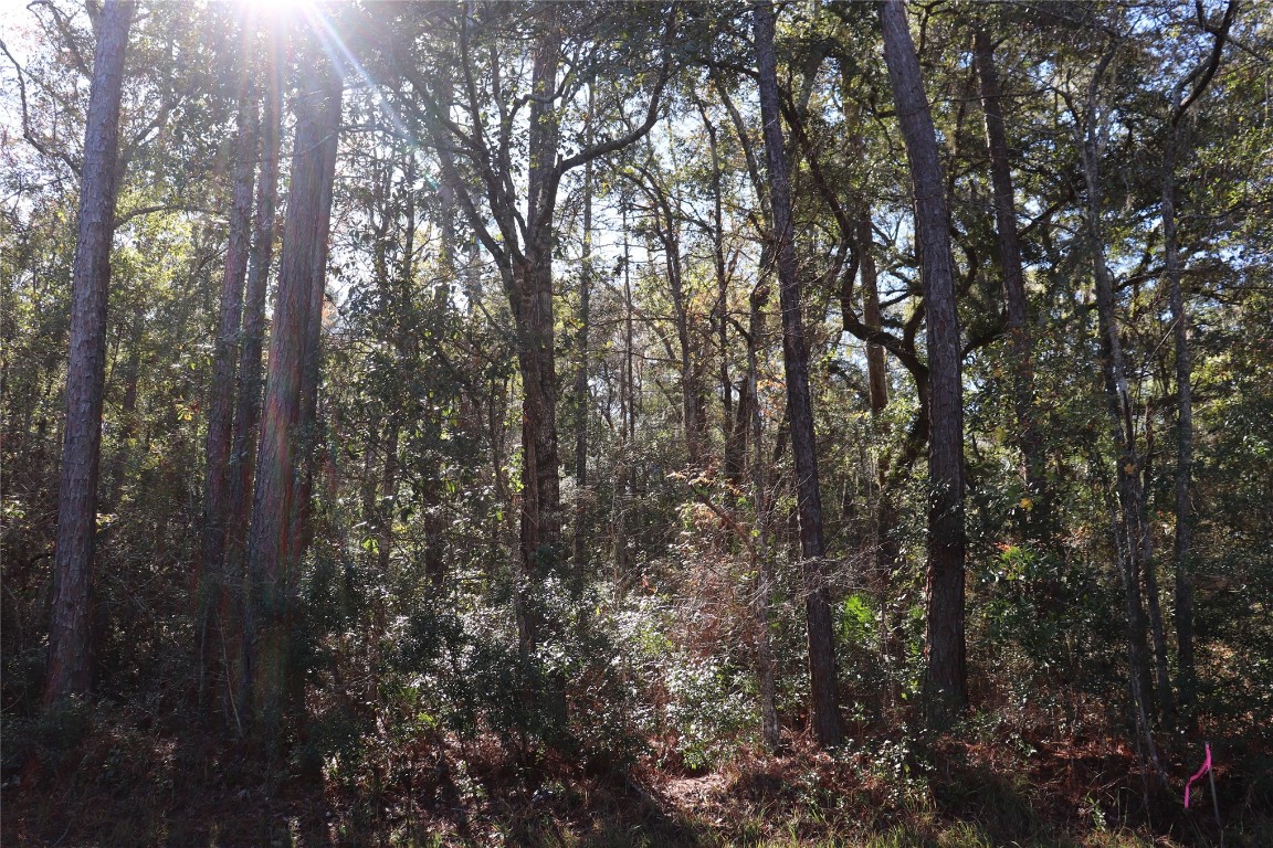 574154 Lessie Road Hilliard, FL 32046 - Photo 34 of 34 a view of forest