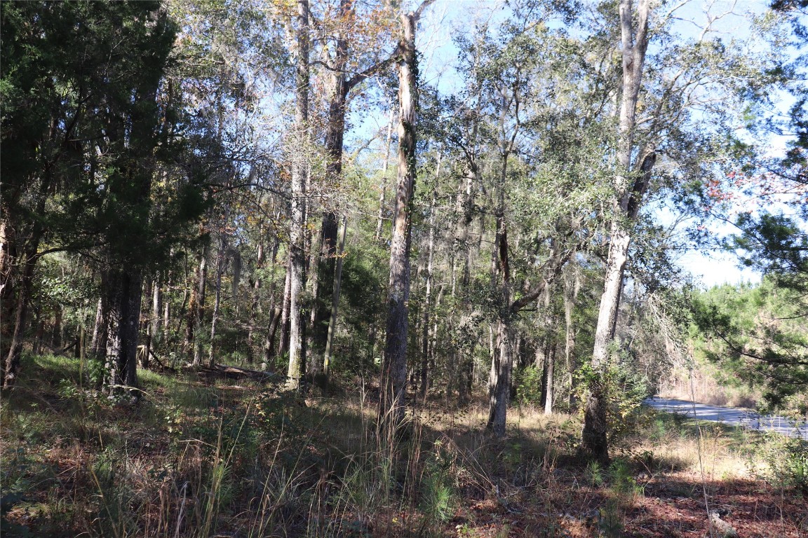 574154 Lessie Road Hilliard, FL 32046 - Photo 4 of 34 a view of forest