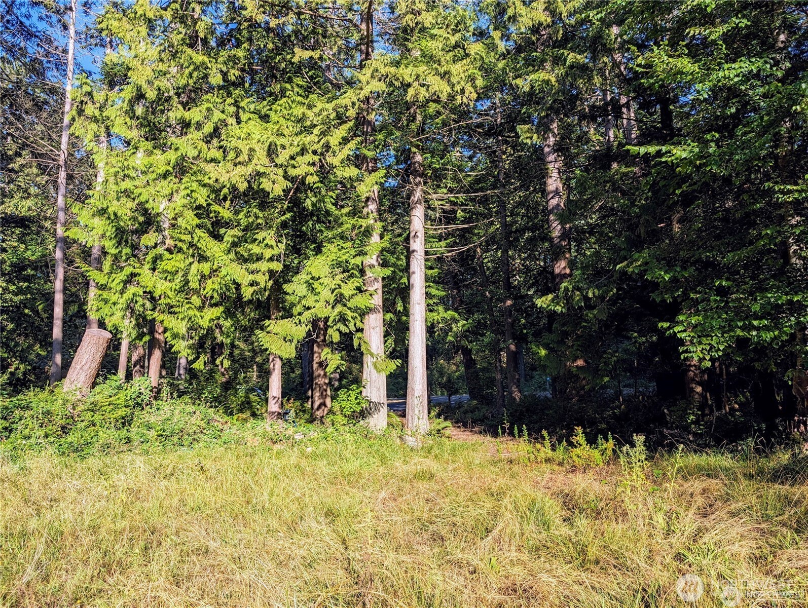 168 Tyee Drive Point Roberts, WA 98281 - Photo 13 of 17 a view of a yard with large trees