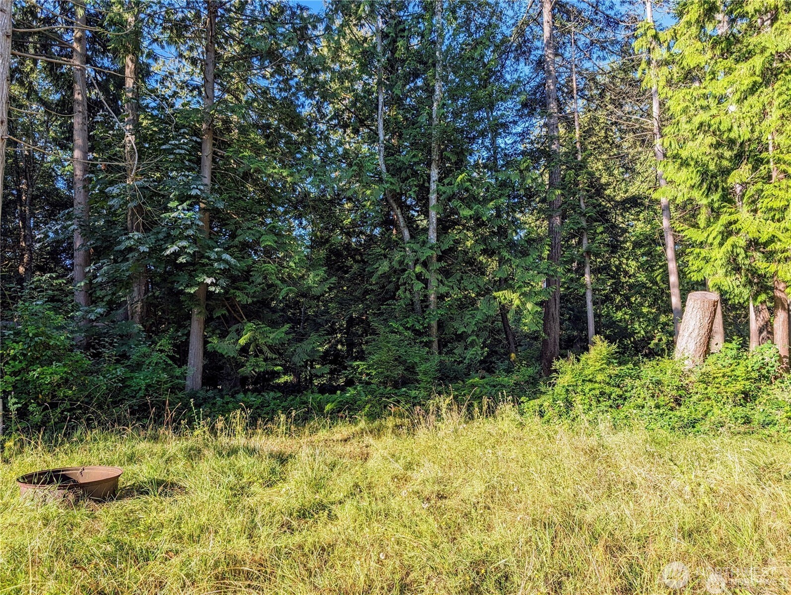 168 Tyee Drive Point Roberts, WA 98281 - Photo 14 of 17 a view of a yard with plants and large trees