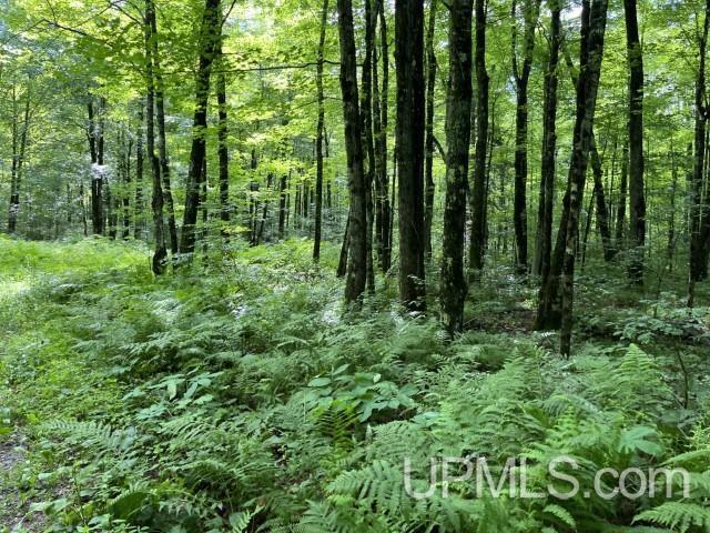 40-acres New DNR Road Crystal Falls, MI 49920 - Photo 11 of 46