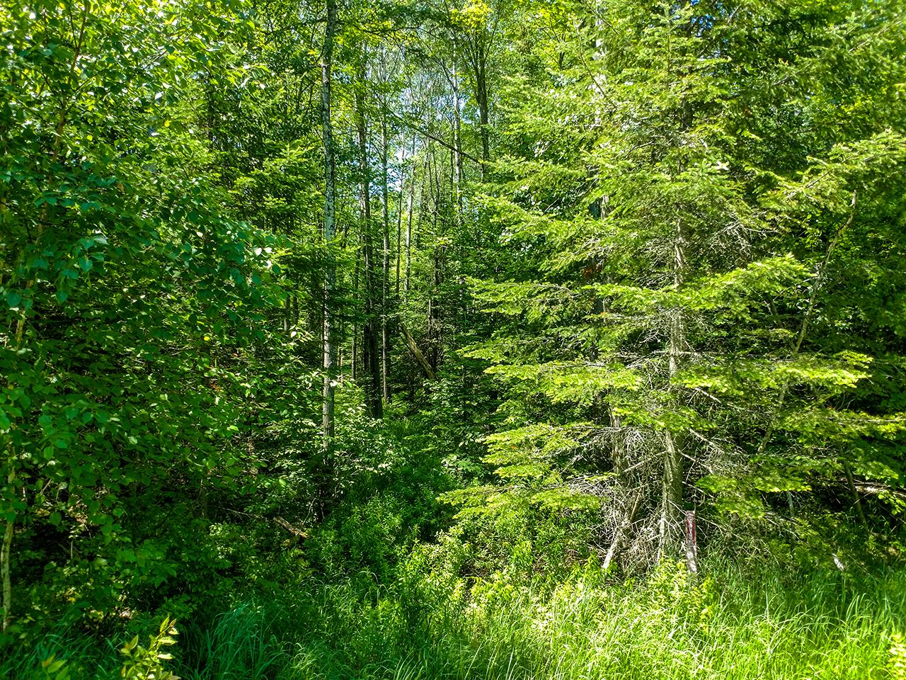 Lot 13 Sanctuary Road Tomahawk, WI 54487 - Photo 5 of 9 Gallery Image 5