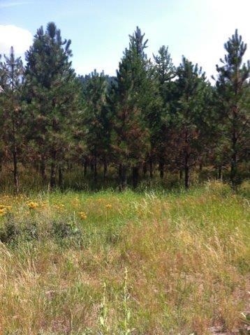 Lot A Sand Canyon Road Chewelah, WA 99109 - Photo 10 of 11