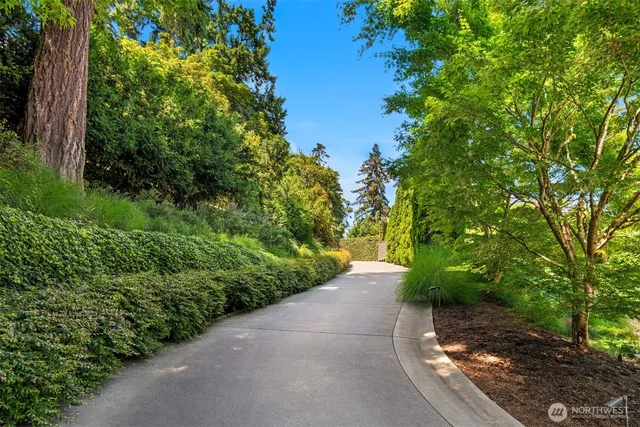 a view of a garden with plants and large trees