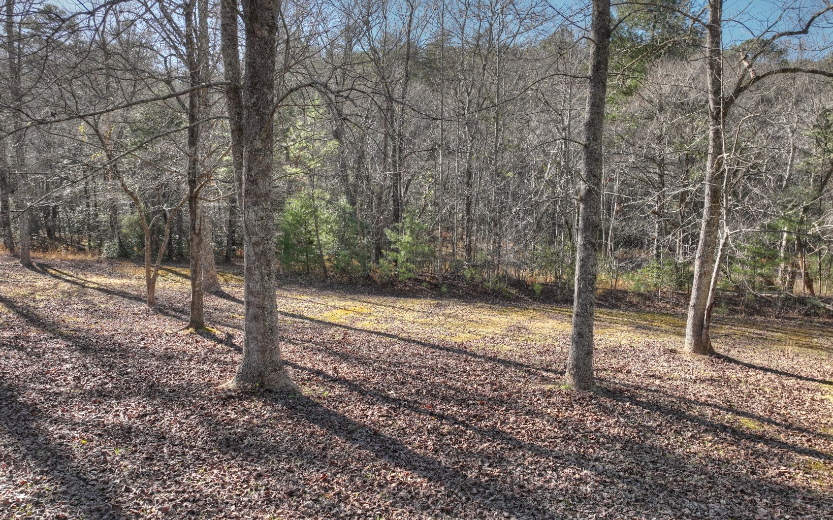 206 Cedar Valley Road Blue Ridge, GA 30513 - Photo 54 of 75 a view of a yard with trees