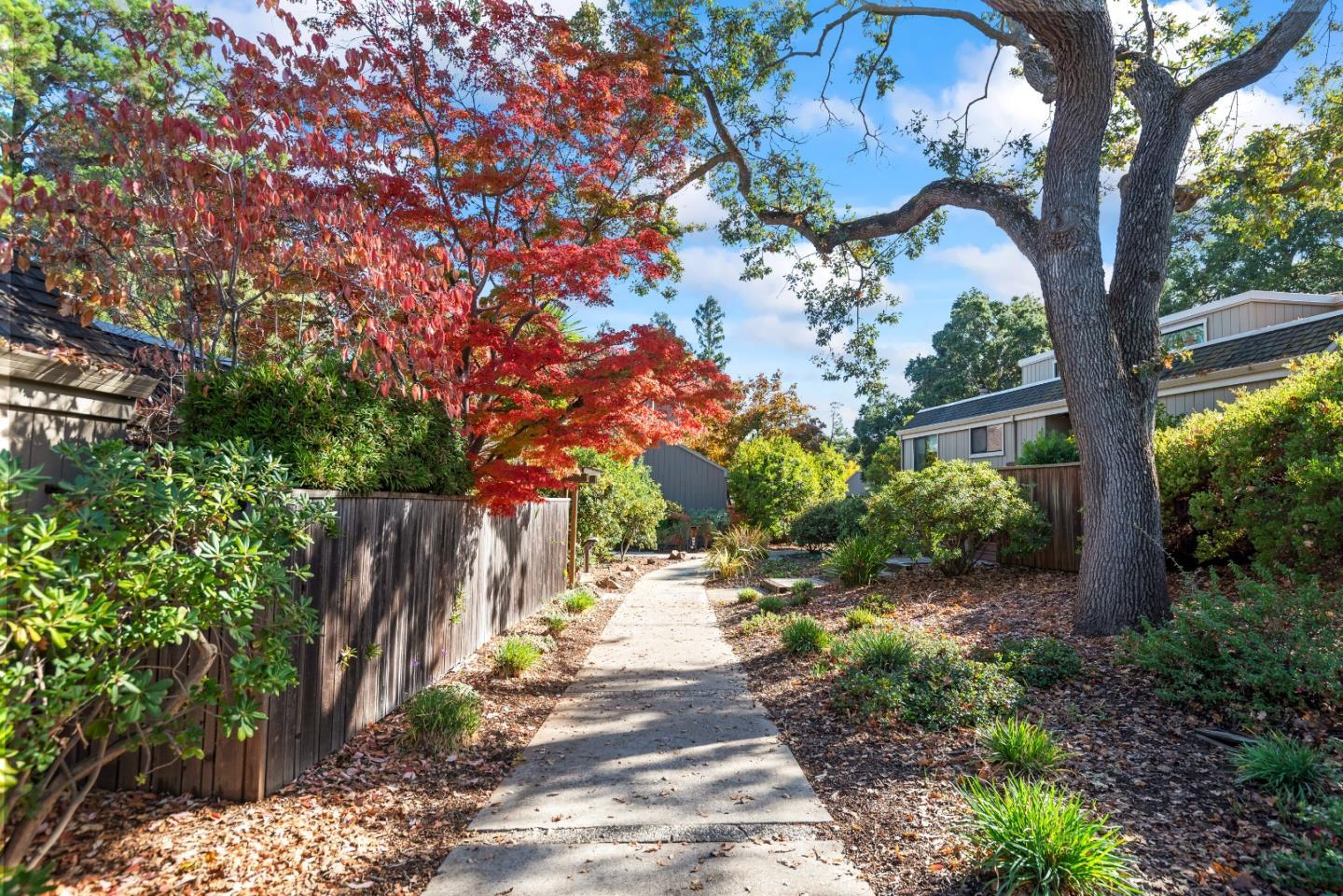 a view of a pathway with a tree
