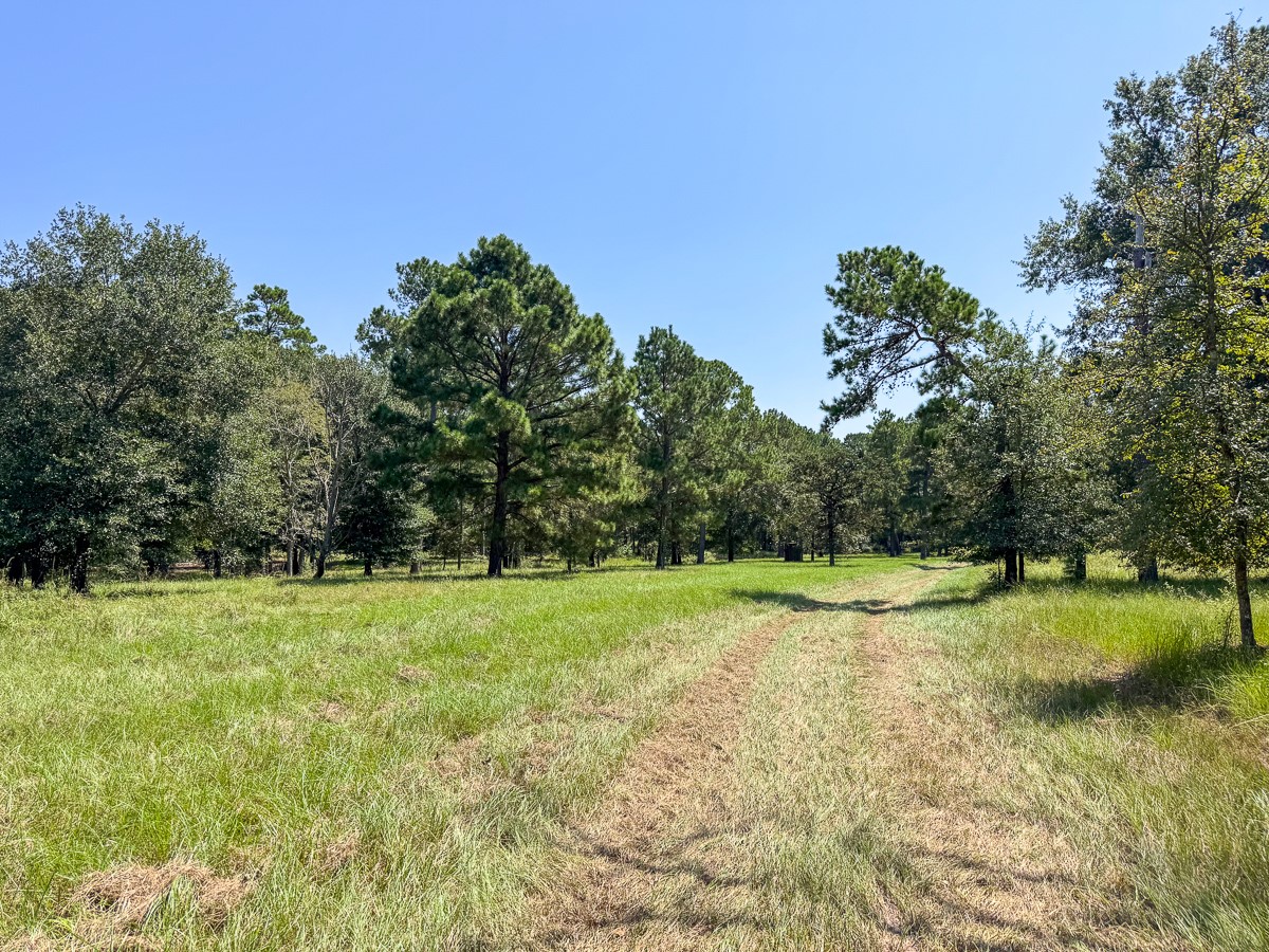 37 Archie Road Huntsville, TX 77320 - Photo 23 of 40 a view of a field with trees in the background