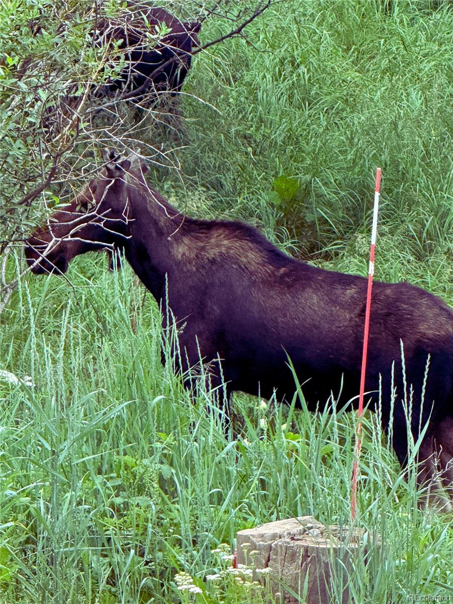 10438 Sunlight Lane Conifer, CO 80433 - Photo 3 of 48 a view of yard with green space