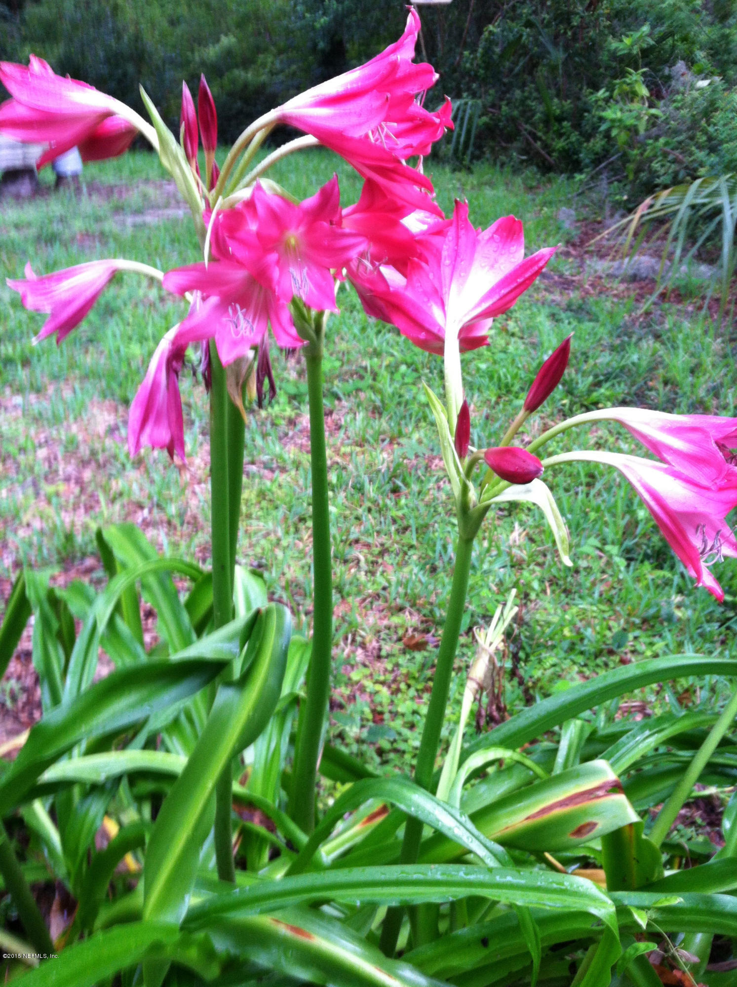 1615 Lorimier Road Jacksonville, FL 32207 - Photo 46 of 53 a view of a flower in a garden