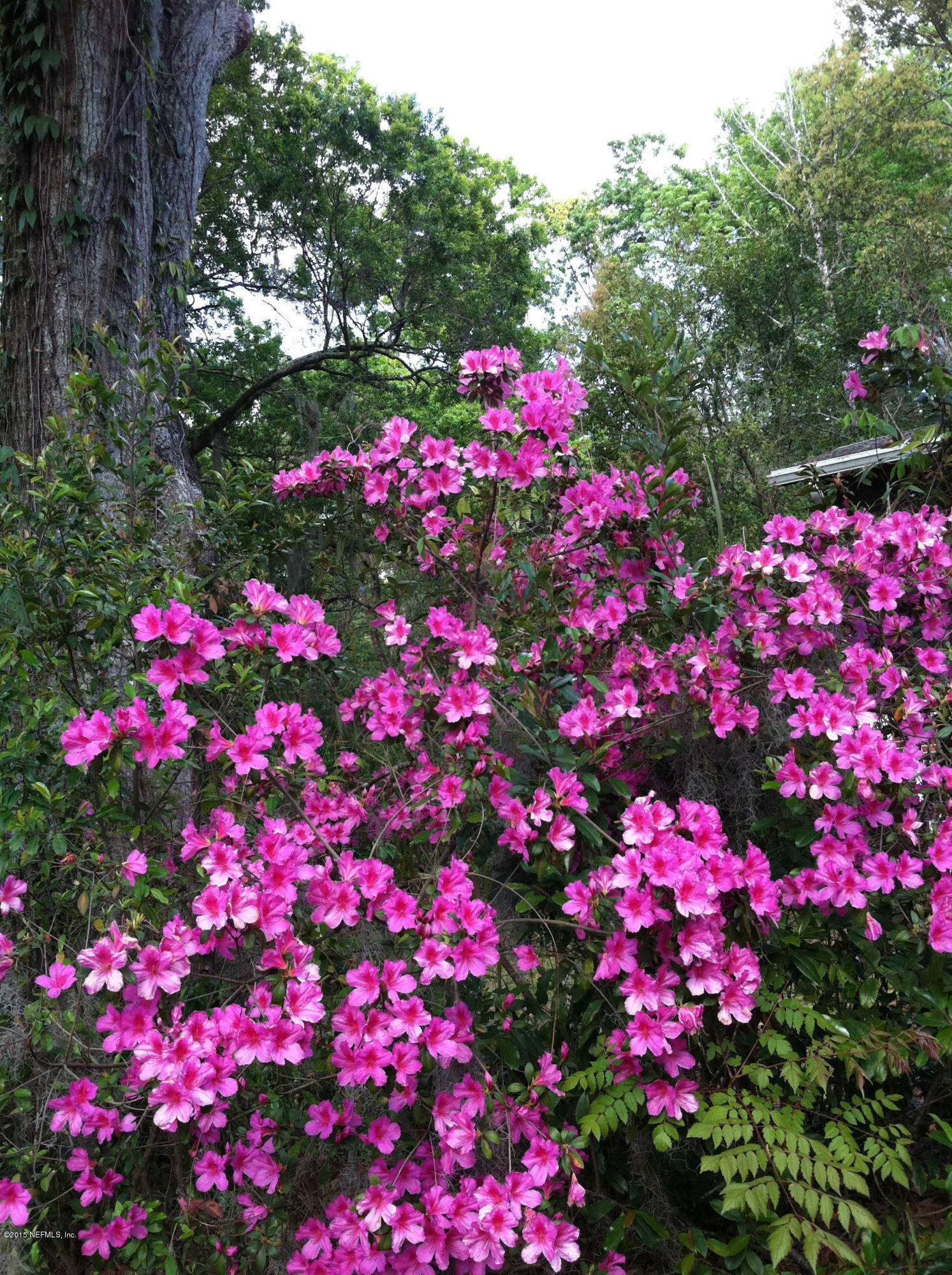 1615 Lorimier Road Jacksonville, FL 32207 - Photo 47 of 53 a view of yard with flowers and flowers