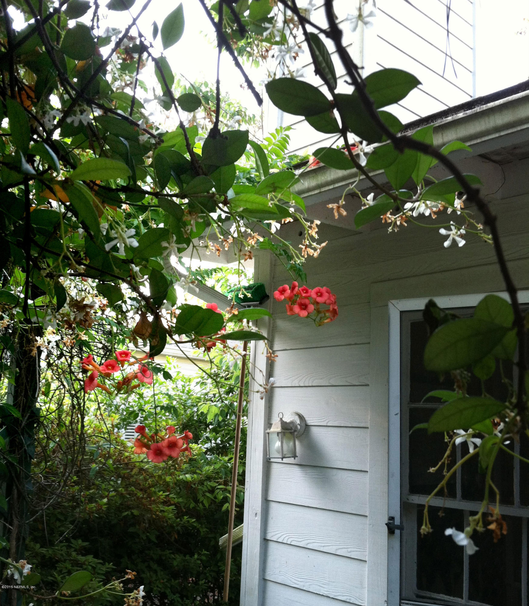 1615 Lorimier Road Jacksonville, FL 32207 - Photo 49 of 53 Lorimier Jasmine-and-Orange-Trumpet-Vine